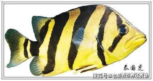 虎魚凸眼白蒙：如何治療虎魚凸眼白蒙 虎魚百科 第3張