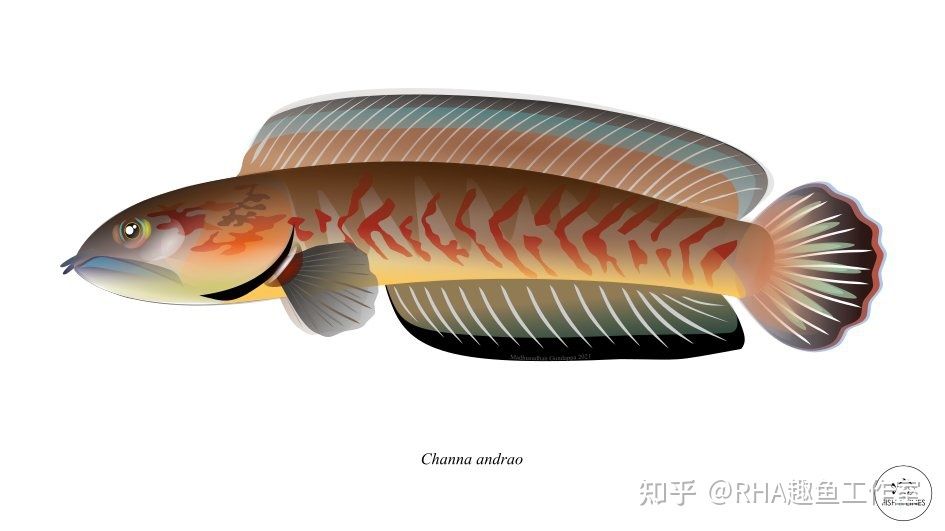 龍魚幾天喂一回飼料：龍魚的喂食頻率應(yīng)該如何決定？