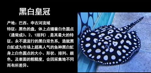 魟魚的種類：魟魚種類介紹