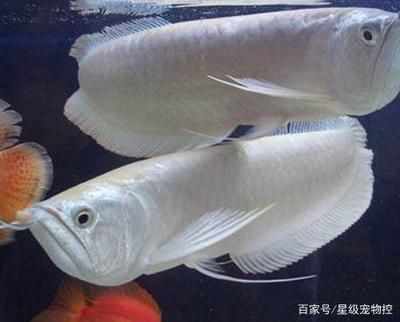 龍魚喂食完多久換水合適：龍魚喂食多久換水合適龍魚喂食完多久換水合適 龍魚百科 第1張