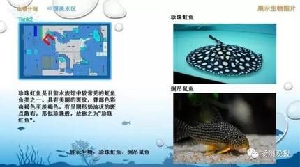 魟魚換水應(yīng)注意什么事項：養(yǎng)魟魚換水應(yīng)注意什么事項