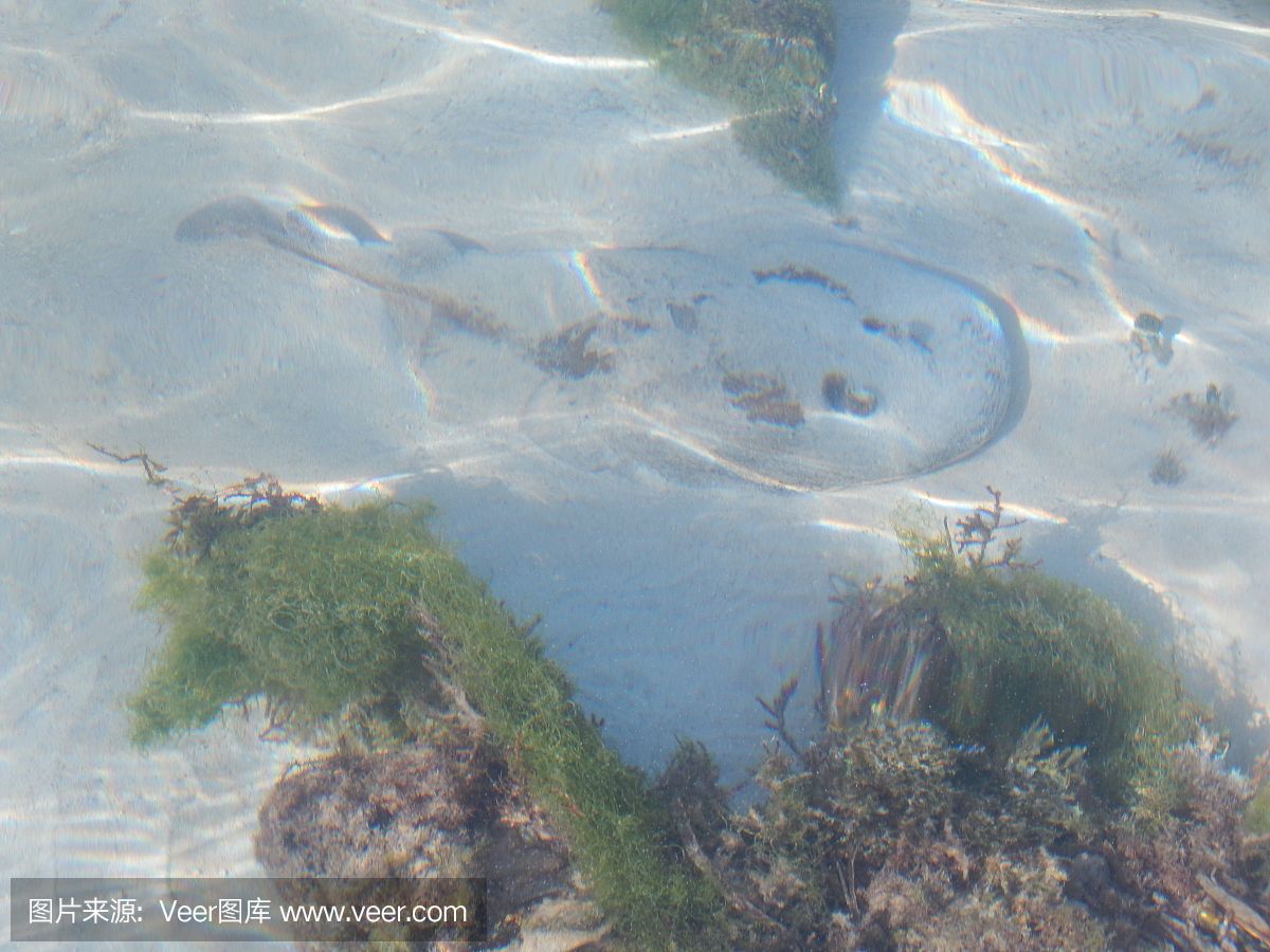 魟魚總在水面上游：如果你的魟魚總是浮在水面上游，可能是由這幾個原因引起的 魟魚百科 第2張