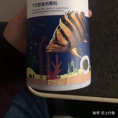 虎魚只吃蝦不吃魚：為什么虎魚只吃蝦不吃魚？ 虎魚百科 第3張