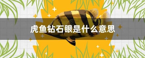 虎魚被咬傷自己會(huì)的自愈嗎：虎魚被咬傷后的自愈能力取決于傷口的嚴(yán)重程度和水質(zhì)清潔狀況 虎魚百科 第1張