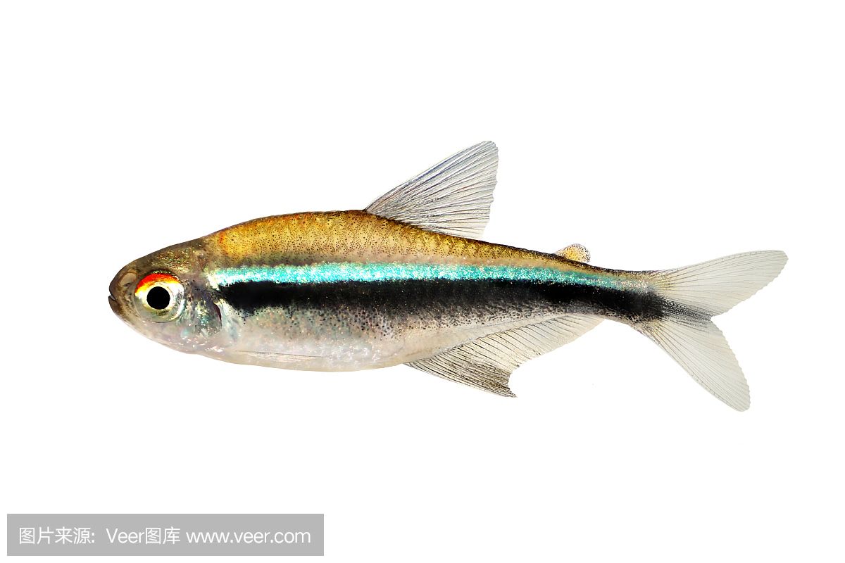 虎魚變白是怎么回事：虎魚變白可能由多種原因引起， 虎魚百科 第2張