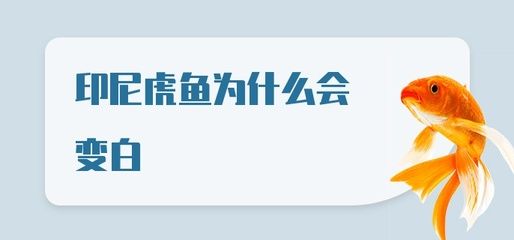 虎魚變白是怎么回事：虎魚變白可能由多種原因引起， 虎魚百科 第3張