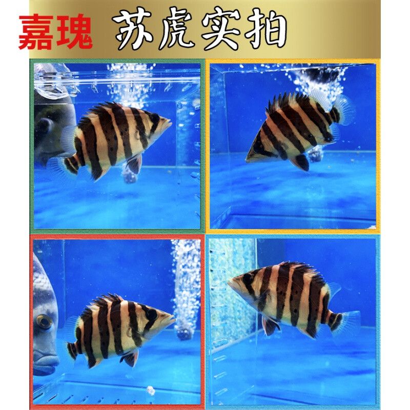 5cm虎魚苗喂什么好養(yǎng)活：如何喂養(yǎng)5cm的虎魚苗