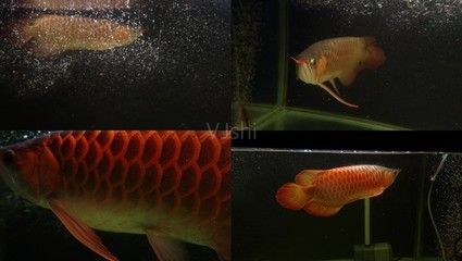 金龍魚紅斑?。航瘕堲~紅斑病可能由多種因素引起， 龍魚百科 第1張