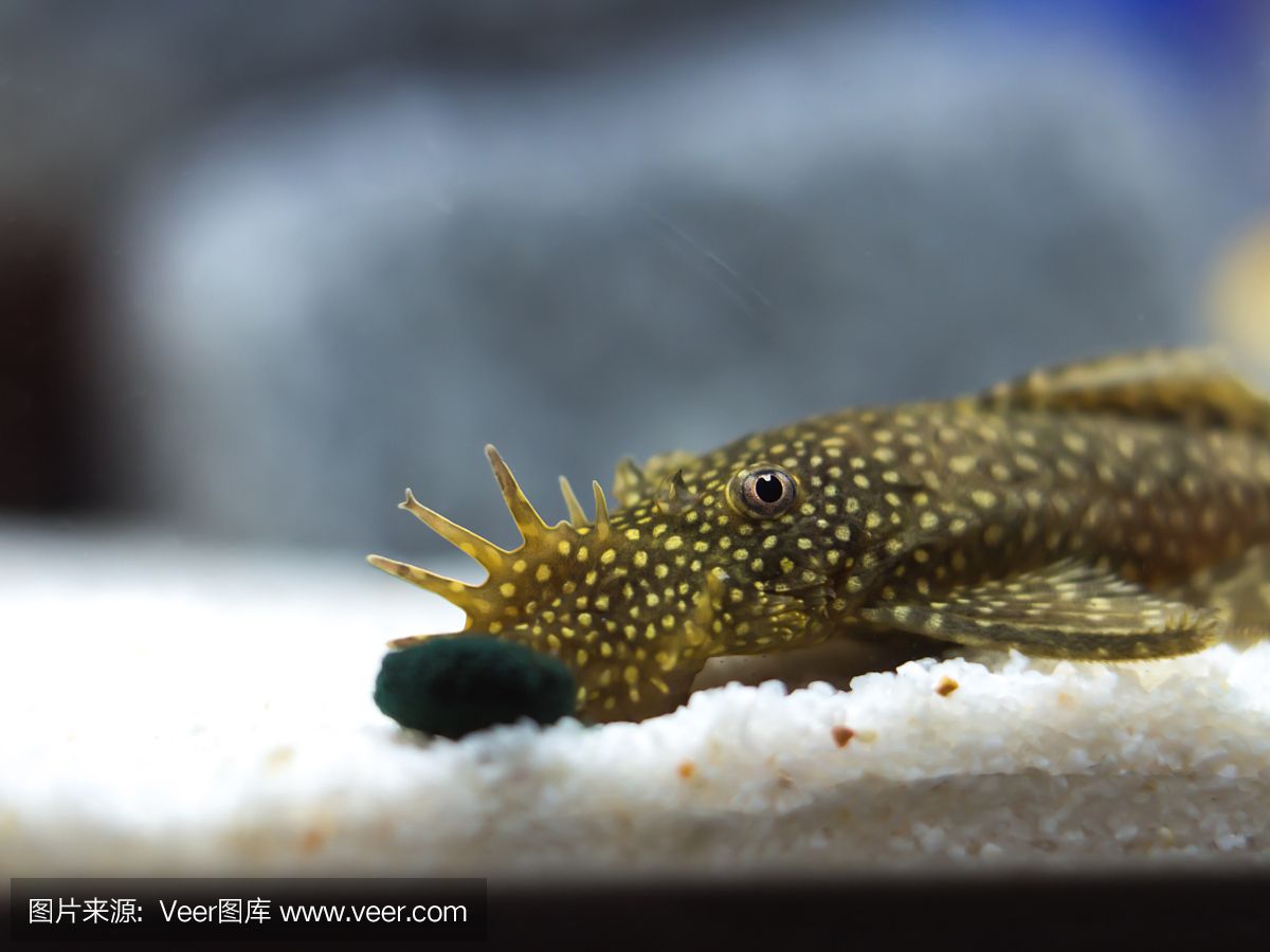 魟魚肚子上有個黑點：為什么[需手動填充]魚肚子上會有黑點 魟魚百科 第3張