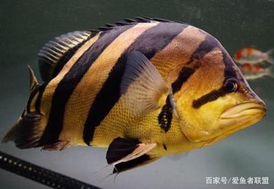 泰虎為啥貴：為什么泰虎的價格那么昂貴？ 泰國虎魚 第2張