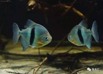 泰虎魚(yú)苗圖片欣賞：泰虎魚(yú)是一種受歡迎的觀賞魚(yú) 泰國(guó)虎魚(yú) 第1張