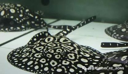 被魟魚刺傷手指：被魟魚刺傷手指怎么辦 魟魚百科 第2張