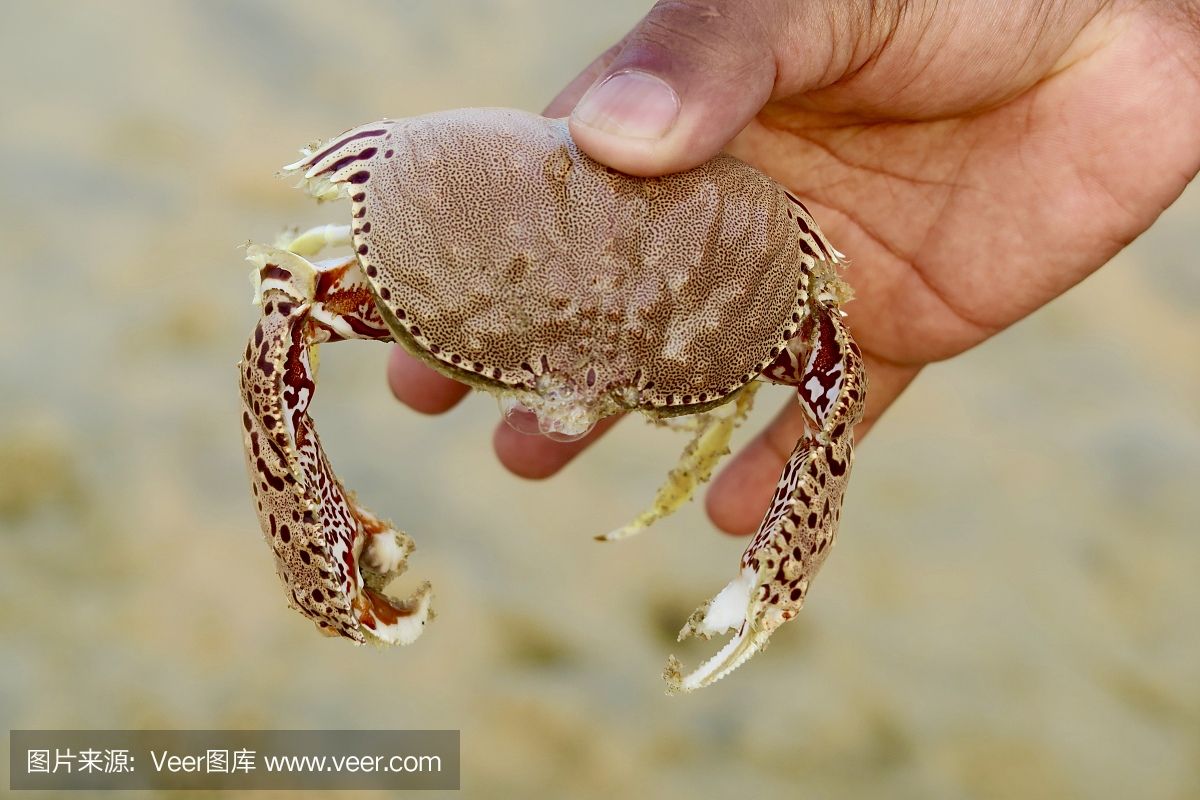 被魟魚刺傷手指：被魟魚刺傷手指怎么辦 魟魚百科 第3張