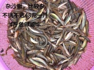 虎魚喂活泥鰍：虎魚喂食活泥鰍存在一定的風(fēng)險(xiǎn) 虎魚百科 第1張