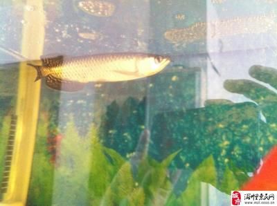 大型魚(yú)缸魚(yú)死了用弄出耒嗎