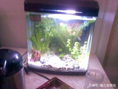 玻璃瓶魚缸多久換一次水比較好：如何正確給魚缸換水？ 魚缸百科 第2張