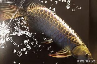 龍魚沉頭有救嗎：龍魚沉頭并非絕癥，龍魚沉頭有救嗎 龍魚百科 第3張