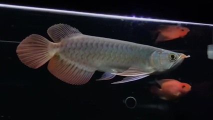 小紅龍魚(yú)用什么燈光：小紅龍魚(yú)燈光選擇的建議