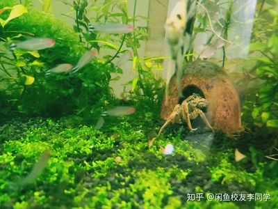 大型南美魚缸造景：南美風情魚缸造景的注意事項 魚缸百科 第4張