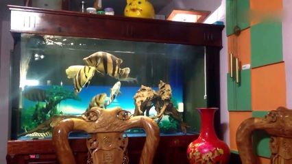 虎魚(yú)趁缸：虎魚(yú)為什么會(huì)蹭缸？ 虎魚(yú)百科 第2張