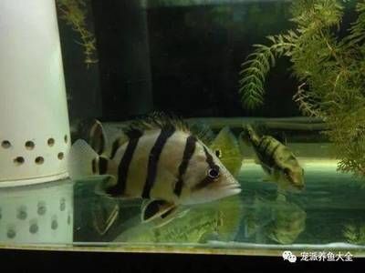 泰北虎魚為什么便宜：泰北虎魚價格相對于其他品種的虎魚來說較低