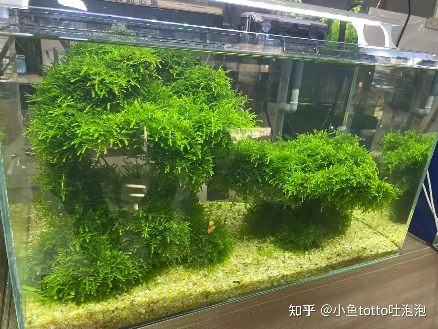 大魚缸水草修剪技巧和方法：大魚缸水草修剪水草修剪的基本技巧和技巧和方法和方法 魚缸百科 第1張