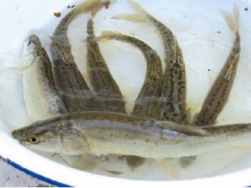 虎魚(yú)吃魚(yú)視頻全過(guò)程：如何觀察虎魚(yú)吃魚(yú)的視頻全過(guò)程 虎魚(yú)百科 第3張