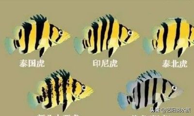 泰北虎和泰國虎哪個比較貴：泰北虎和泰國虎哪個貴 虎魚百科 第3張