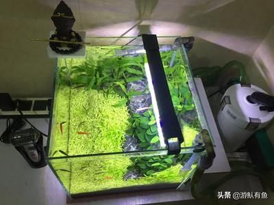 1.5長0.6寬0.8高的魚缸需要多少水：魚缸水容量公式：水容量=寬×寬×高 魚缸百科 第2張