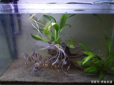 大魚缸水草放哪里合適：大魚缸放置在進(jìn)門處可以為家庭增添一份美景可以為家庭增添一份美景