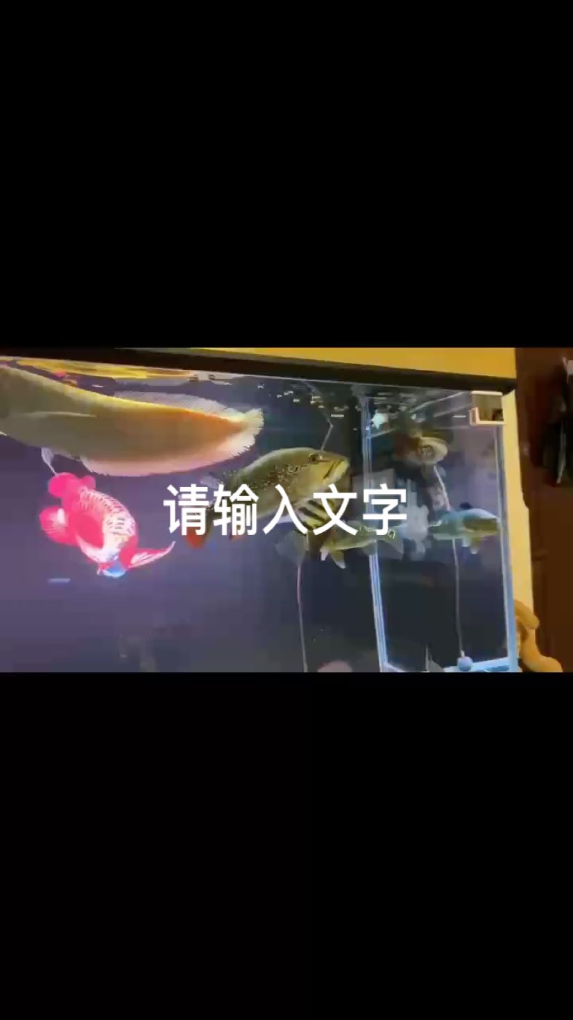 帝王餓了一樣吃飼料的：帝王,諸葛非評論：漂亮,心情魚悅（xy） 觀賞魚論壇