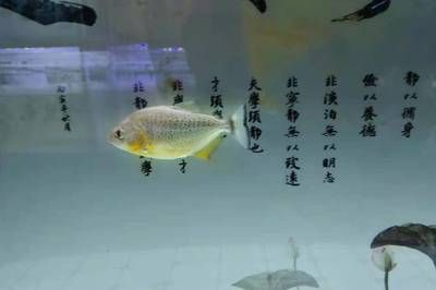 虎魚為什么愛蒙眼：虎魚蒙眼是一種常見的觀賞魚疾病主要表現為虎魚蒙眼