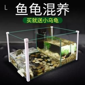 不需要打理的魚缸魚：不需要打理的魚缸