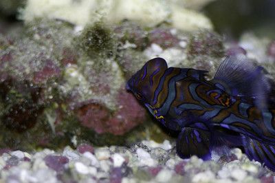 彩蝶斑魚是什么魚：彩蝶斑魚是一種以斑魚片為主要食材的美味食材的美味 彩鰈魚缸（彩蝶魚缸） 第1張