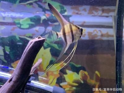 紅龍魚(yú)分辨公母圖：紅龍魚(yú)公母的區(qū)分