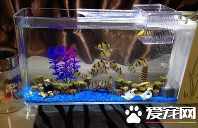 虎魚分幾種有什么區(qū)別：泰國虎魚分為多種不同品種，虎魚分幾種有什么區(qū)別 虎魚百科 第3張