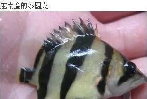 虎魚分幾種有什么區(qū)別：泰國虎魚分為多種不同品種，虎魚分幾種有什么區(qū)別 虎魚百科 第2張