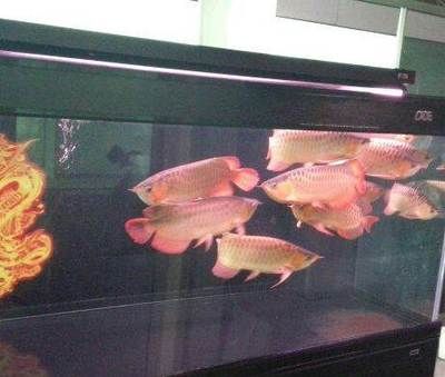 彩蝶水族生活館：南京彩蝶水族生活館 彩鰈魚缸（彩蝶魚缸） 第2張