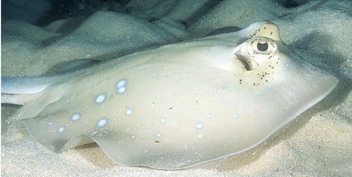 魟魚能餓多久不死：魟魚的饑餓耐受性因個體差異、健康狀況、生活環(huán)境等因素有所不同 魟魚百科 第1張