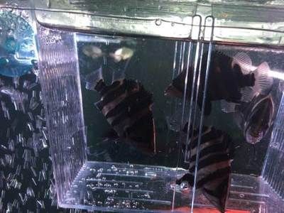 虎魚黑沙怎么處理干凈：如何處理虎魚身上的黑沙 虎魚百科 第1張