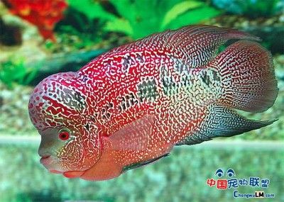 號半是什么龍魚：號半是什么龍魚， 龍魚百科 第3張