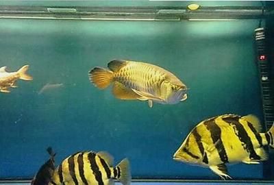 印尼虎魚怎樣飼養(yǎng)的：印尼虎魚怎樣飼養(yǎng)