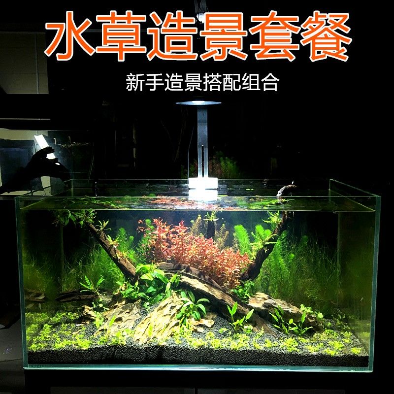 彩蝶海水魚(yú)缸怎么養(yǎng)水草視頻：如何在家中打造生態(tài)魚(yú)缸？