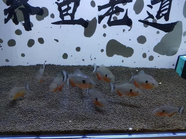 虎魚不長個：為什么虎魚不長個？