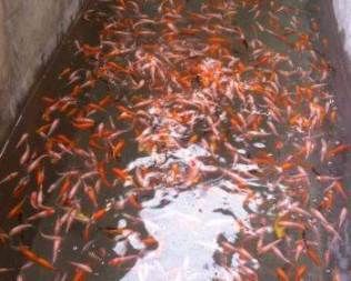 錦鯉吃龍魚飼料好嗎：錦鯉可以吃龍魚飼料嗎？ 龍魚百科 第3張