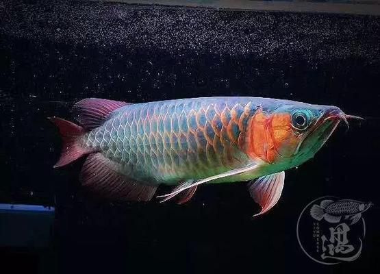 不需要打理的魚(yú)缸有哪些種類：不需要頻繁打理的魚(yú)缸類型 魚(yú)缸百科 第3張