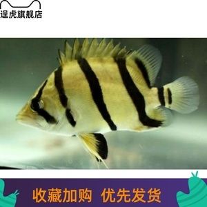 泰北虎魚生長速度：泰北虎魚的生長速度受到多種因素的影響 虎魚百科 第3張