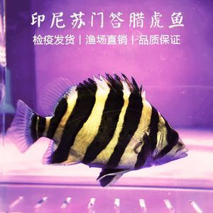 印尼虎好還是蘇虎好魚：印尼虎魚和蘇虎魚并沒有好壞之分，它們是同一種魚類的不同稱呼