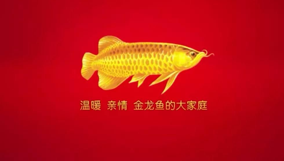 金龍魚英文商標(biāo)：金龍魚的英文商標(biāo)是\