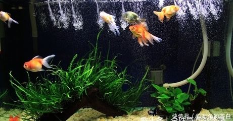 大魚缸金魚養(yǎng)幾條好看：養(yǎng)金魚多少合適？ 魚缸百科 第4張